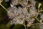 Hammock snakeroot